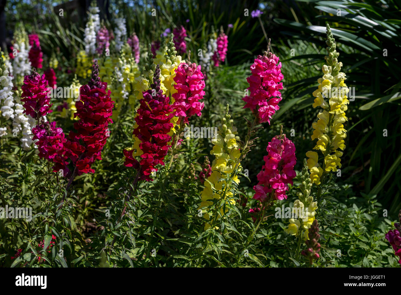 Delphinium, fleurs en fleur, Heitz Wine Cellars, Saint Helena, Napa Valley, Comté de Napa, California, United States Banque D'Images