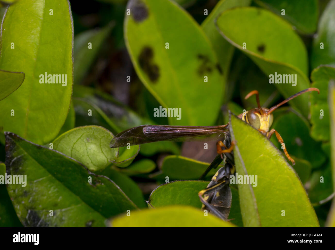 Wasp rayé jaune et noir reposant sur une feuille d'arbre Banque D'Images