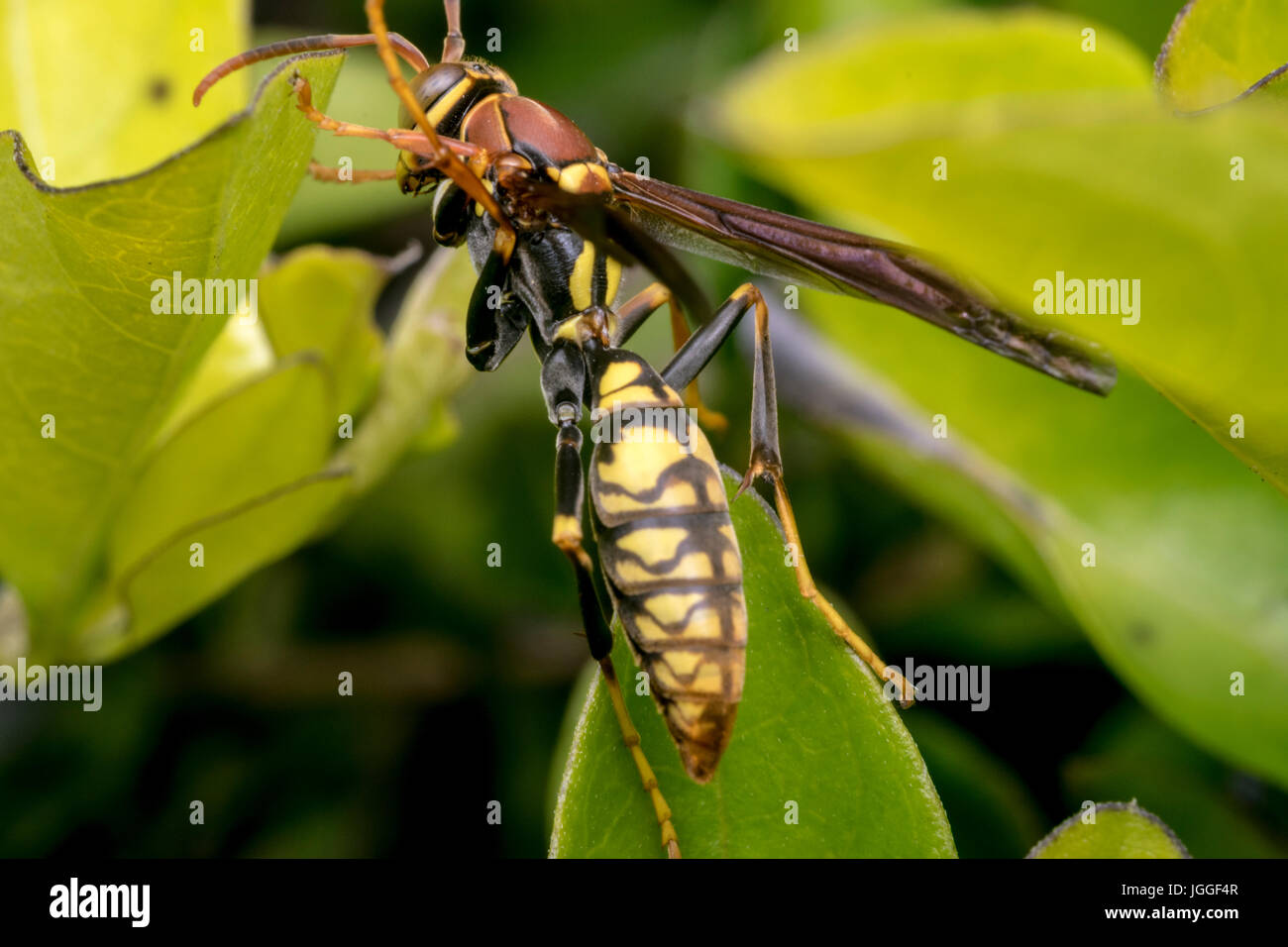 Wasp rayé jaune et noir reposant sur une feuille d'arbre Banque D'Images