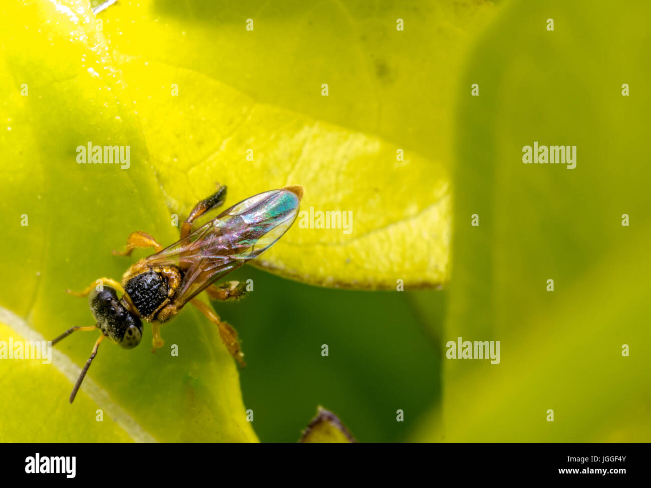 Orange et noir dangereux sauvages wasp sur une feuille Banque D'Images