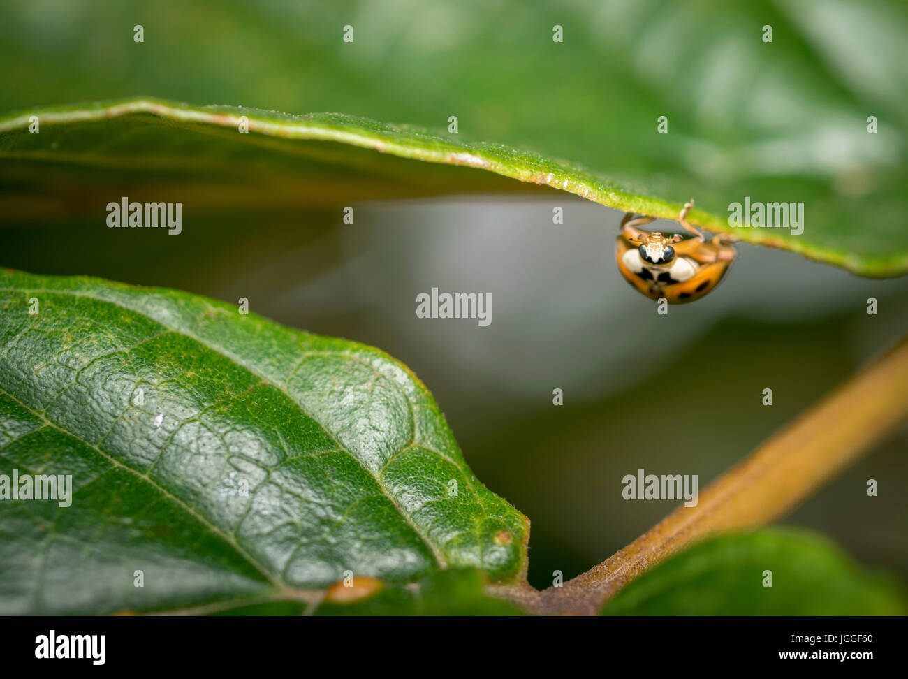 Curieux jaune brun parsemé coccinelle accroché sur une feuille d'arbre Banque D'Images