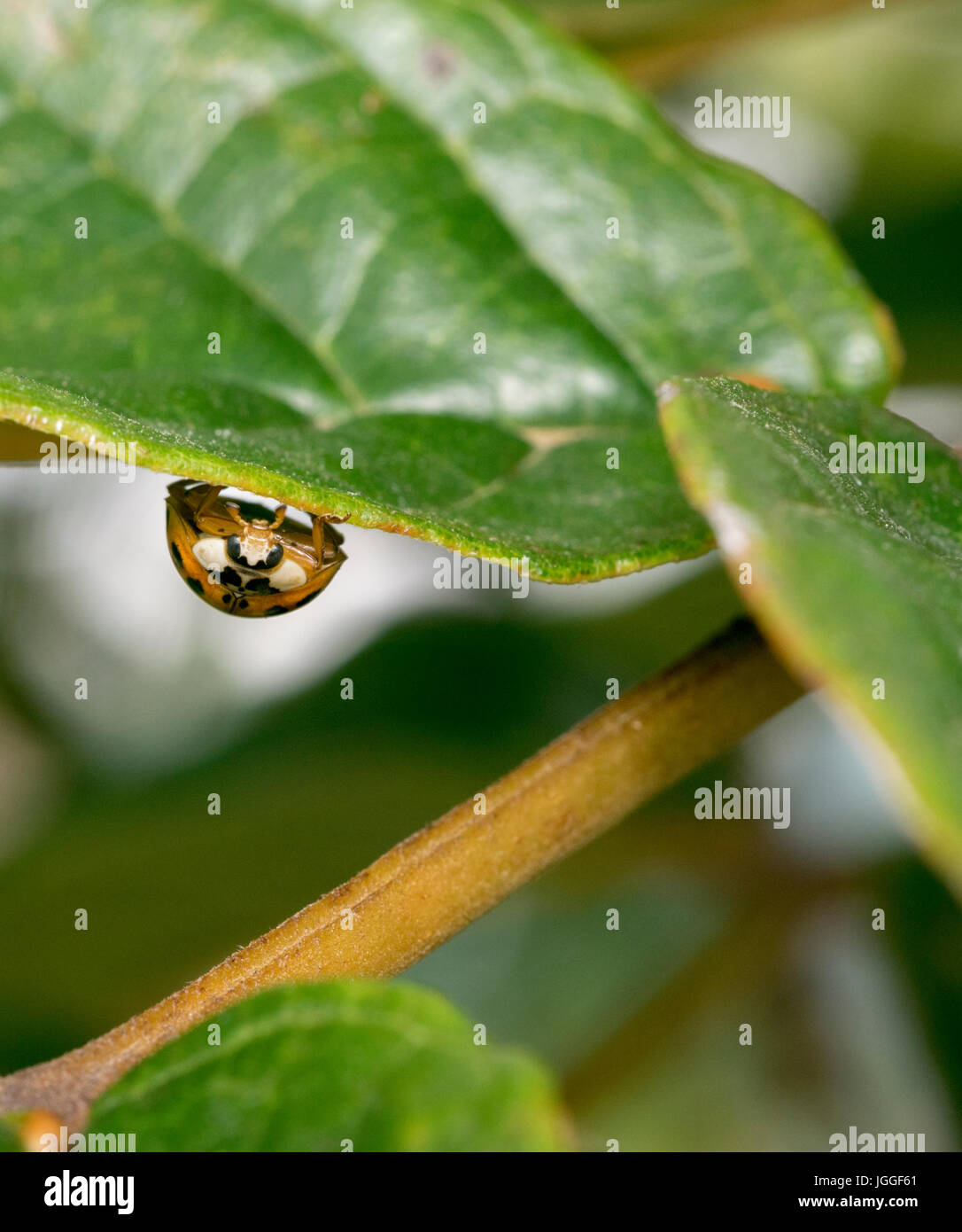 Curieux jaune brun parsemé coccinelle accroché sur une feuille d'arbre Banque D'Images