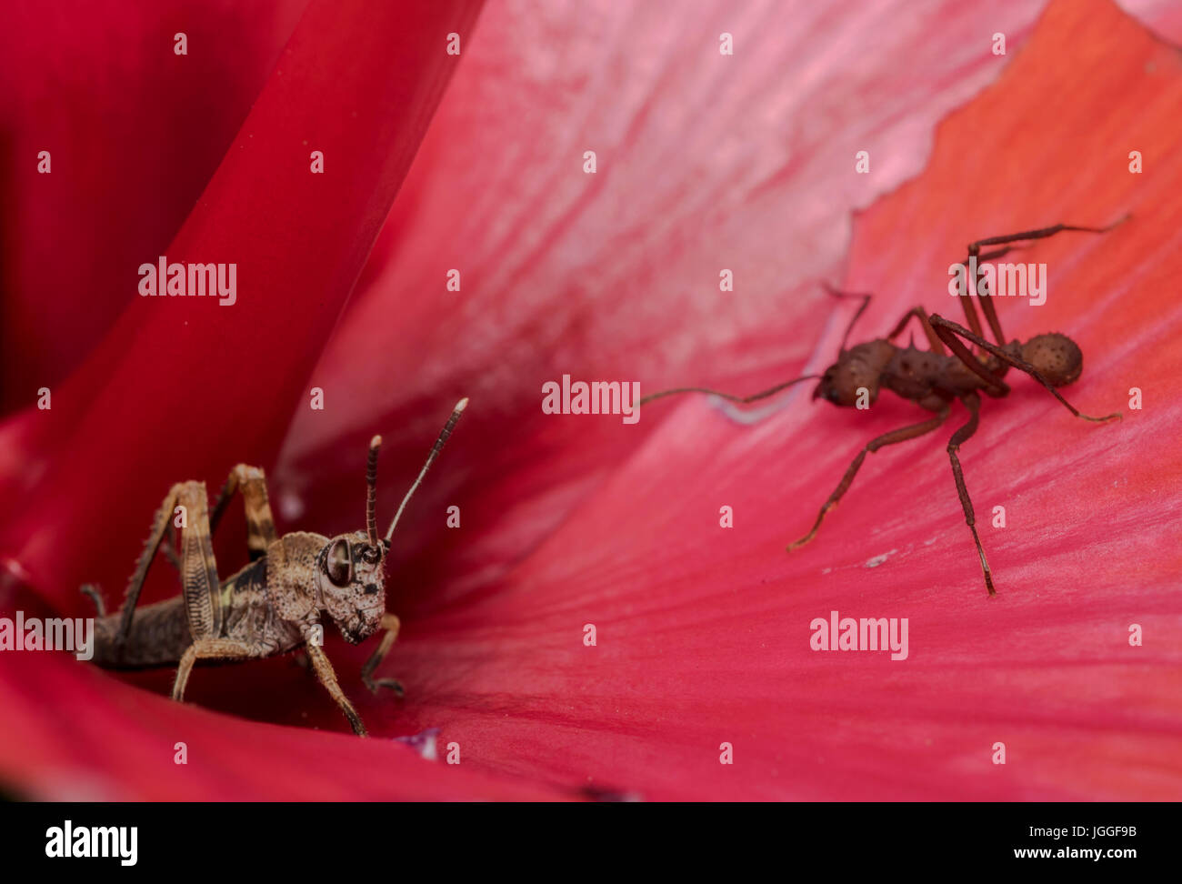 Alimentation ant une fleur rouge avec une sauterelle dans l'arrière-plan Banque D'Images