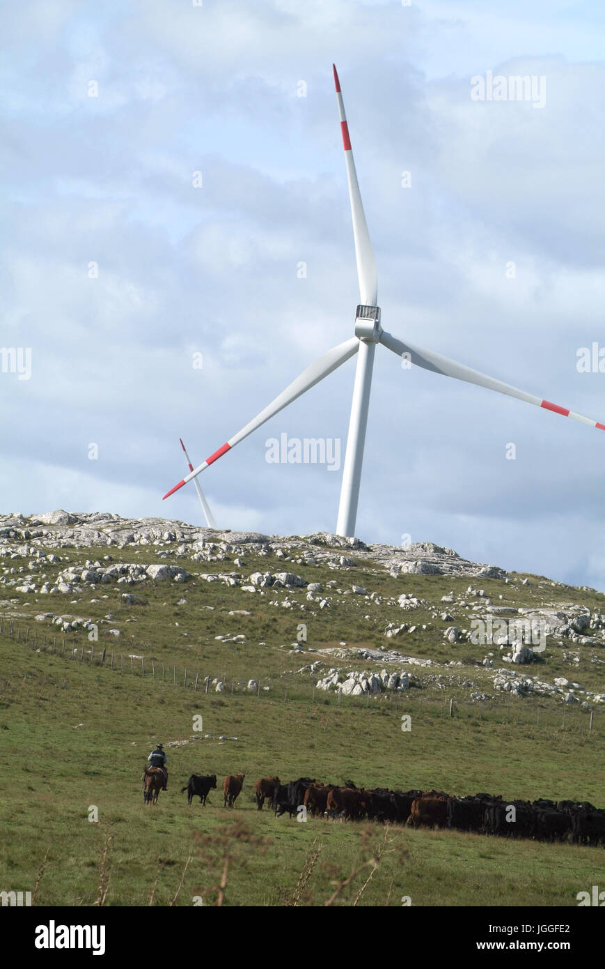 Aigua, Uruguay : Marth 31, 2017 - L'élevage des vaches près de moulins à vent Gaucho sur le Cerro Catedral dans le département de Maldonado Banque D'Images