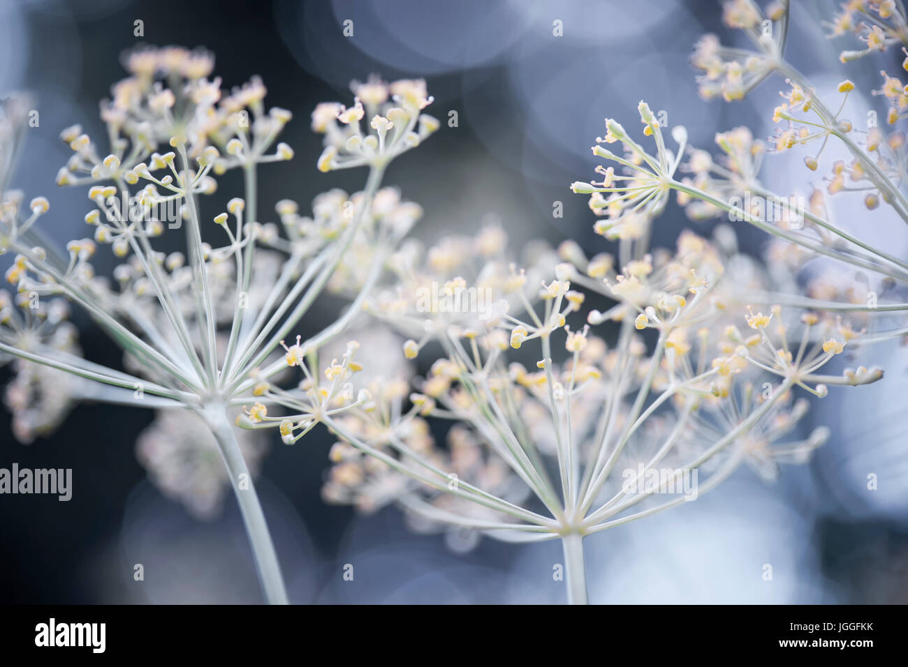 Gros plan macro de l'aneth floraison fleurs en grappe herb garden Banque D'Images