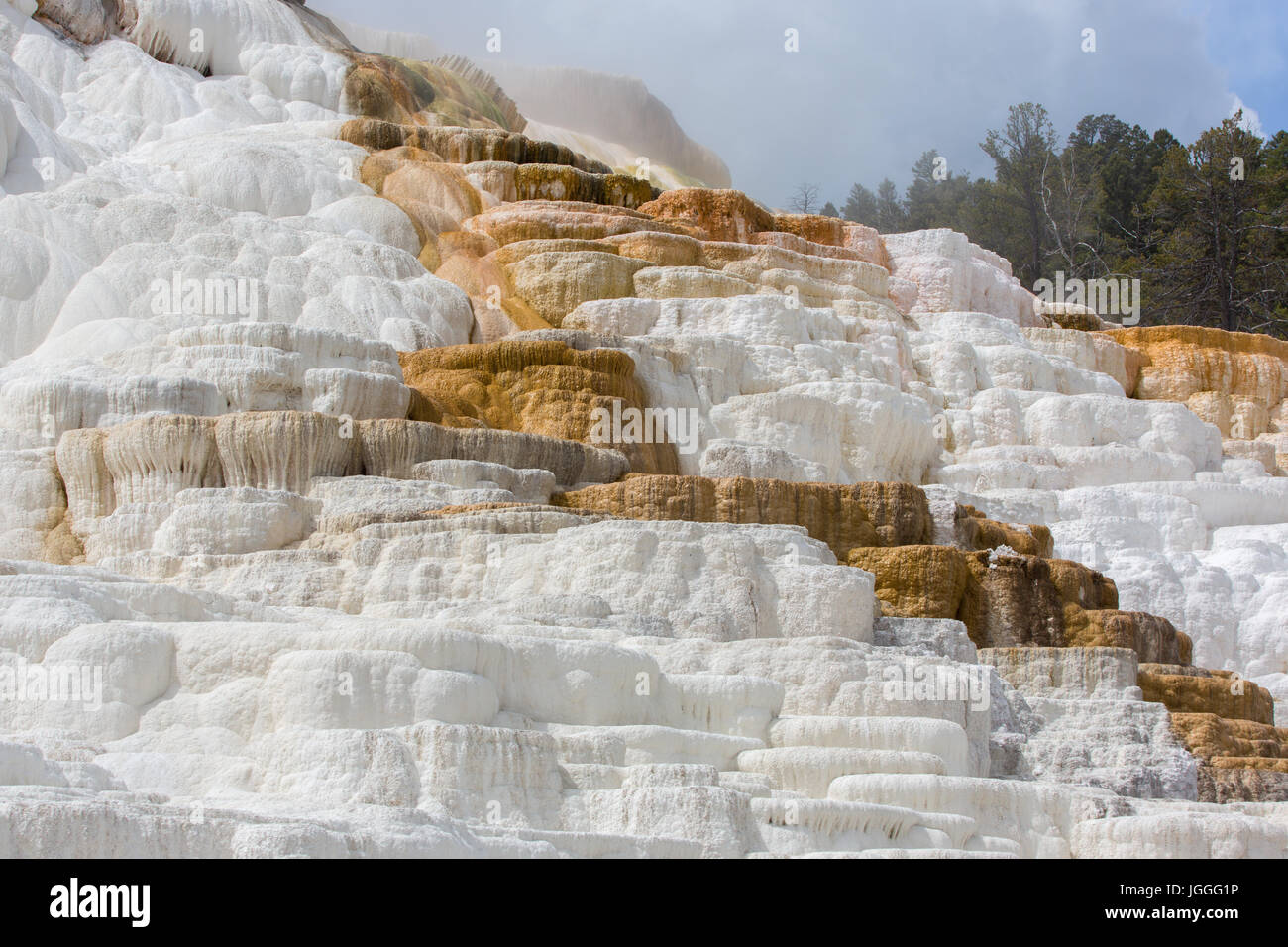 Détail de printemps Palette terrasses à Mammoth Hot Springs, Parc National de Yellowstone Banque D'Images