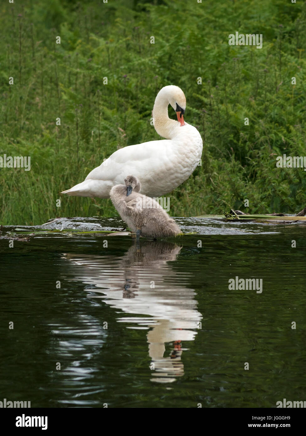 Mute Swan (Cygnus olor) avec de jeunes femmes adultes à Cygnets Bradgate Park, Leicestershire, England, UK Banque D'Images