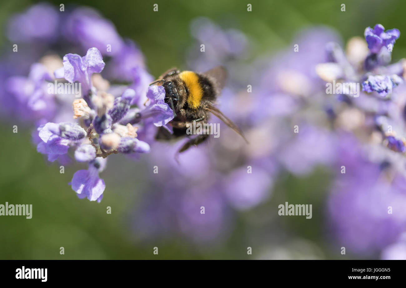 Vue rapprochée du bourdon avec la tête dans les fleurs de lavande Banque D'Images