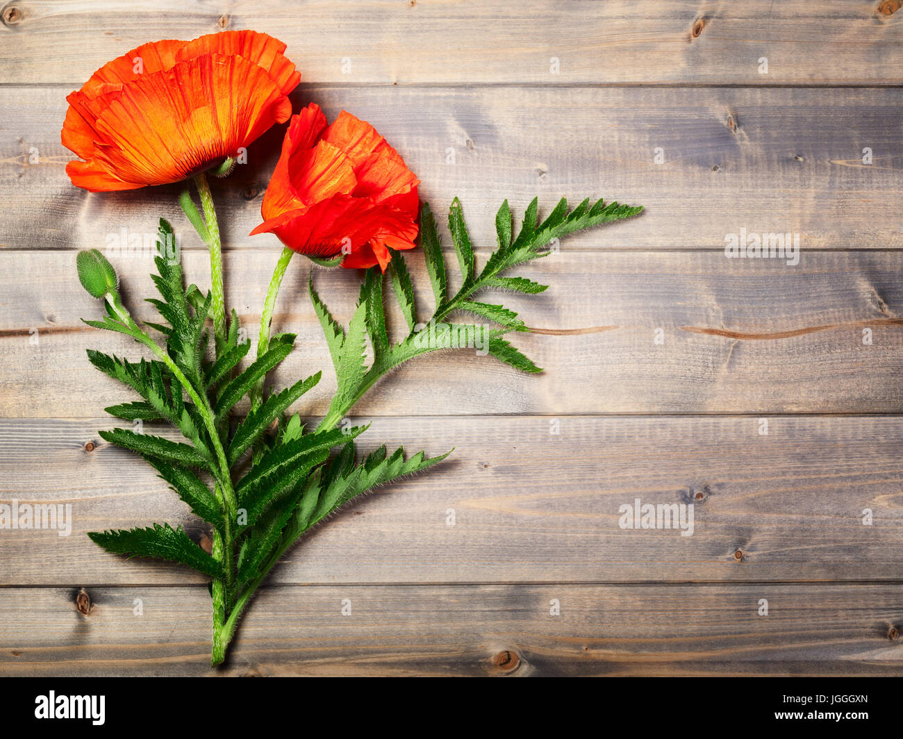 Rouge Coquelicot avec bud et de feuilles sur fond de bois. Jardin d'été de fleurs. Vue de dessus, copy space Banque D'Images