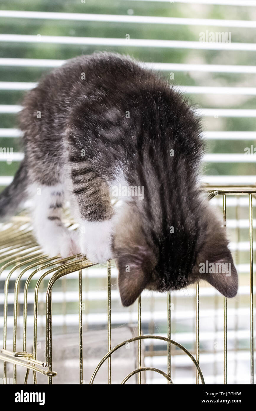 Une belle tabby kitten playing sur une cage à oiseaux Banque D'Images