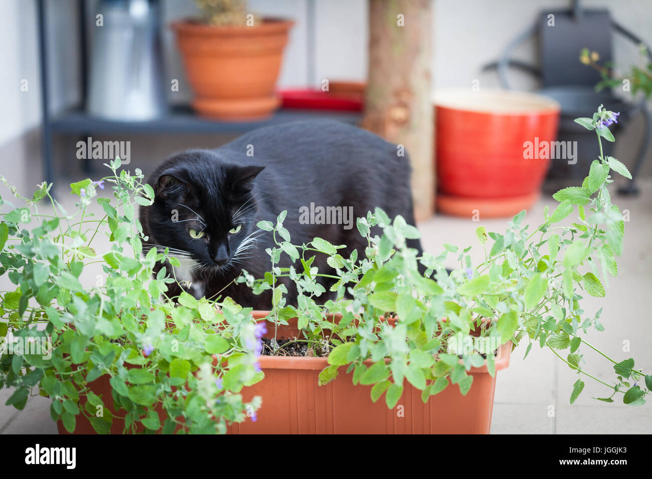 Close up de l'herbe chat mintor, vert herbe poussant dans un récipient et balades autour du chat noir Banque D'Images