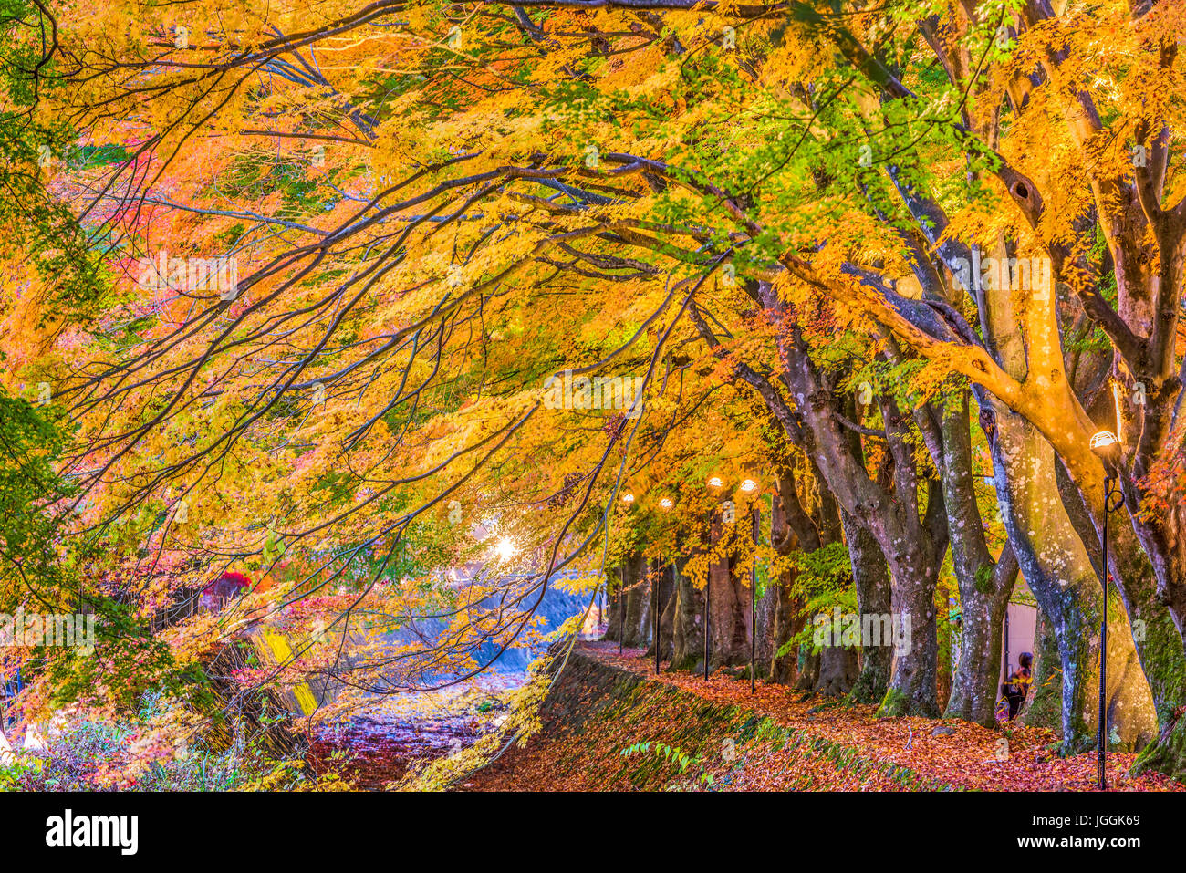 Corridor de l'érable près du lac Kawaguchi et Mt. Fuji, le Japon au cours de l'automne. Banque D'Images