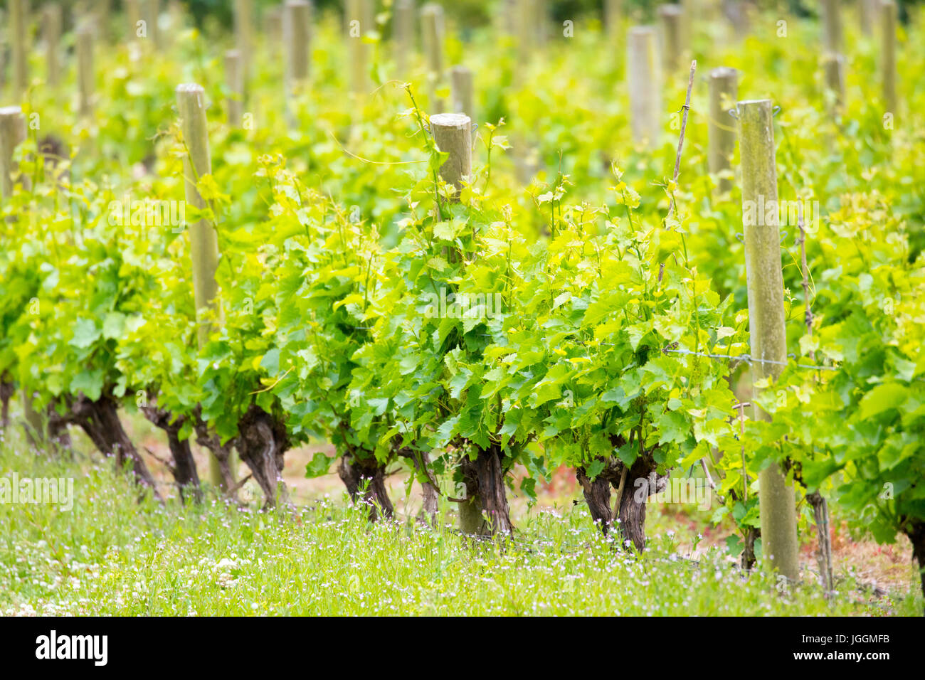 De plus en plus de vignobles luxuriants en lignes à la célèbre et primé Camel Valley vignoble situé près de Bodmin en Angleterre Banque D'Images