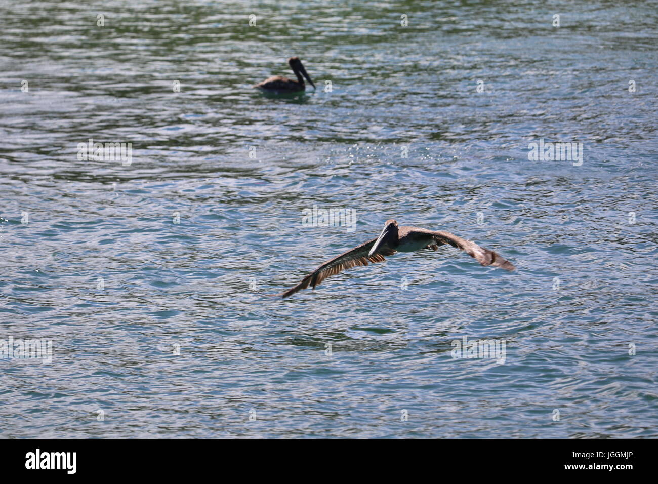Pélican brun en vol Banque D'Images