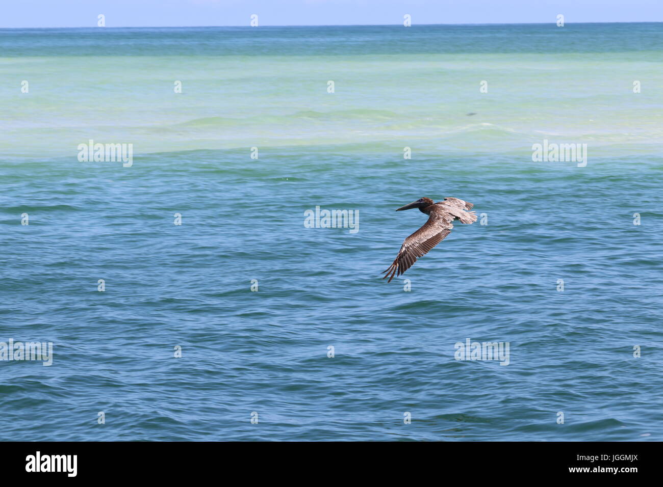 Pélican brun en vol Banque D'Images