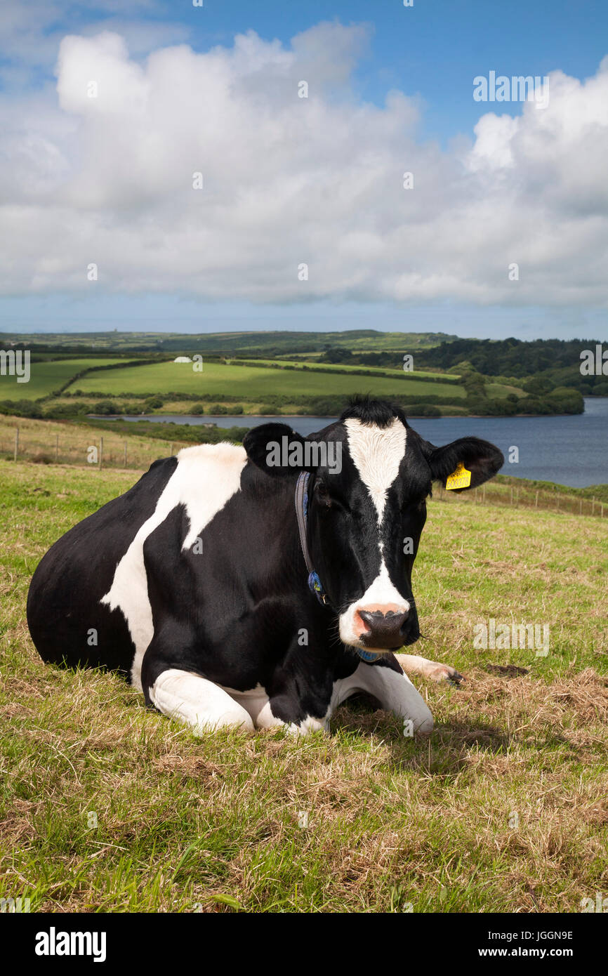 Vache de race Frisonne ; Réservoir de dérive, Cornwall, UK Banque D'Images