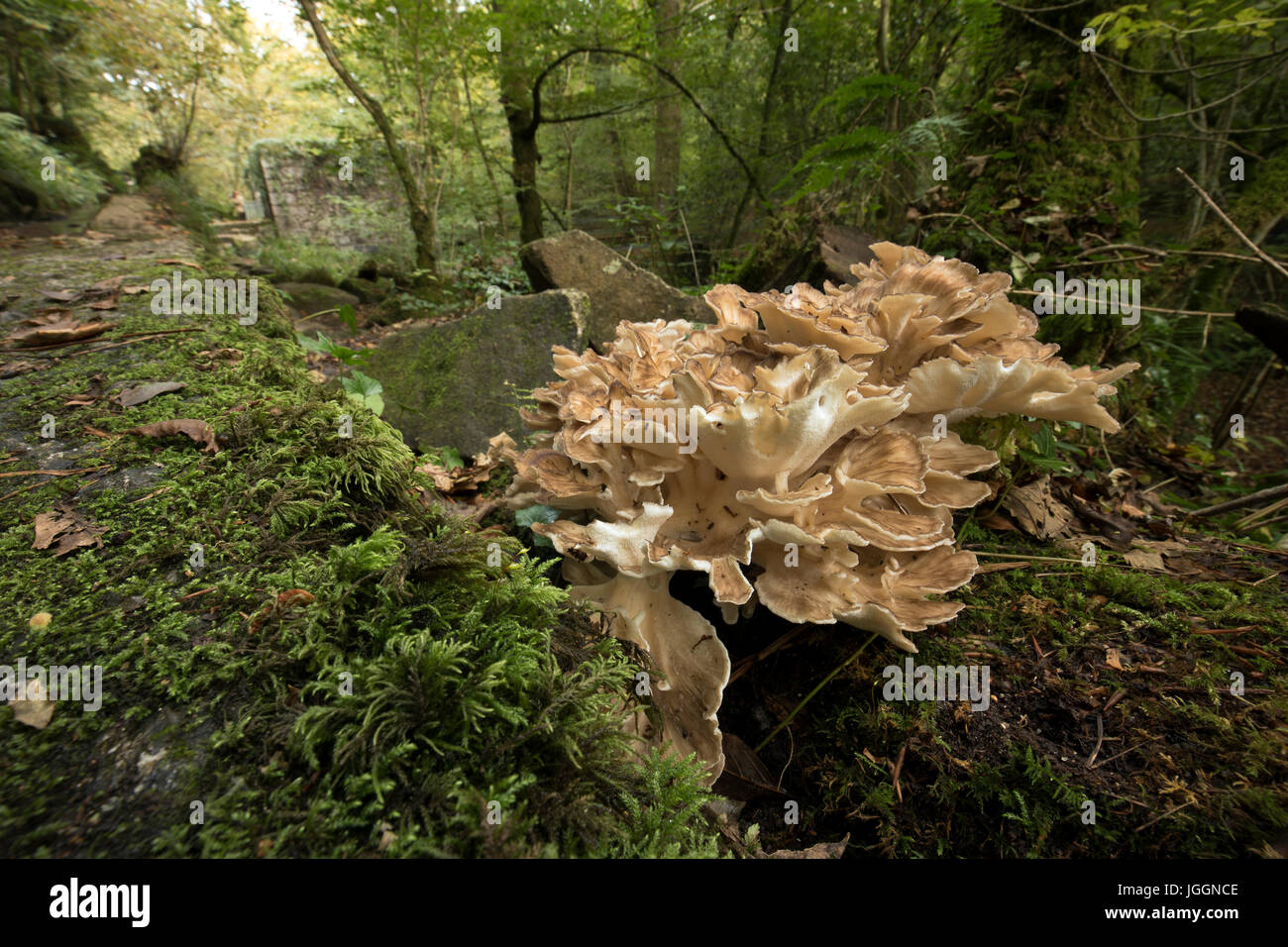Hen of the Woods; Grifola frondosa; Kennall Vale; Cornwall; Royaume-Uni Banque D'Images