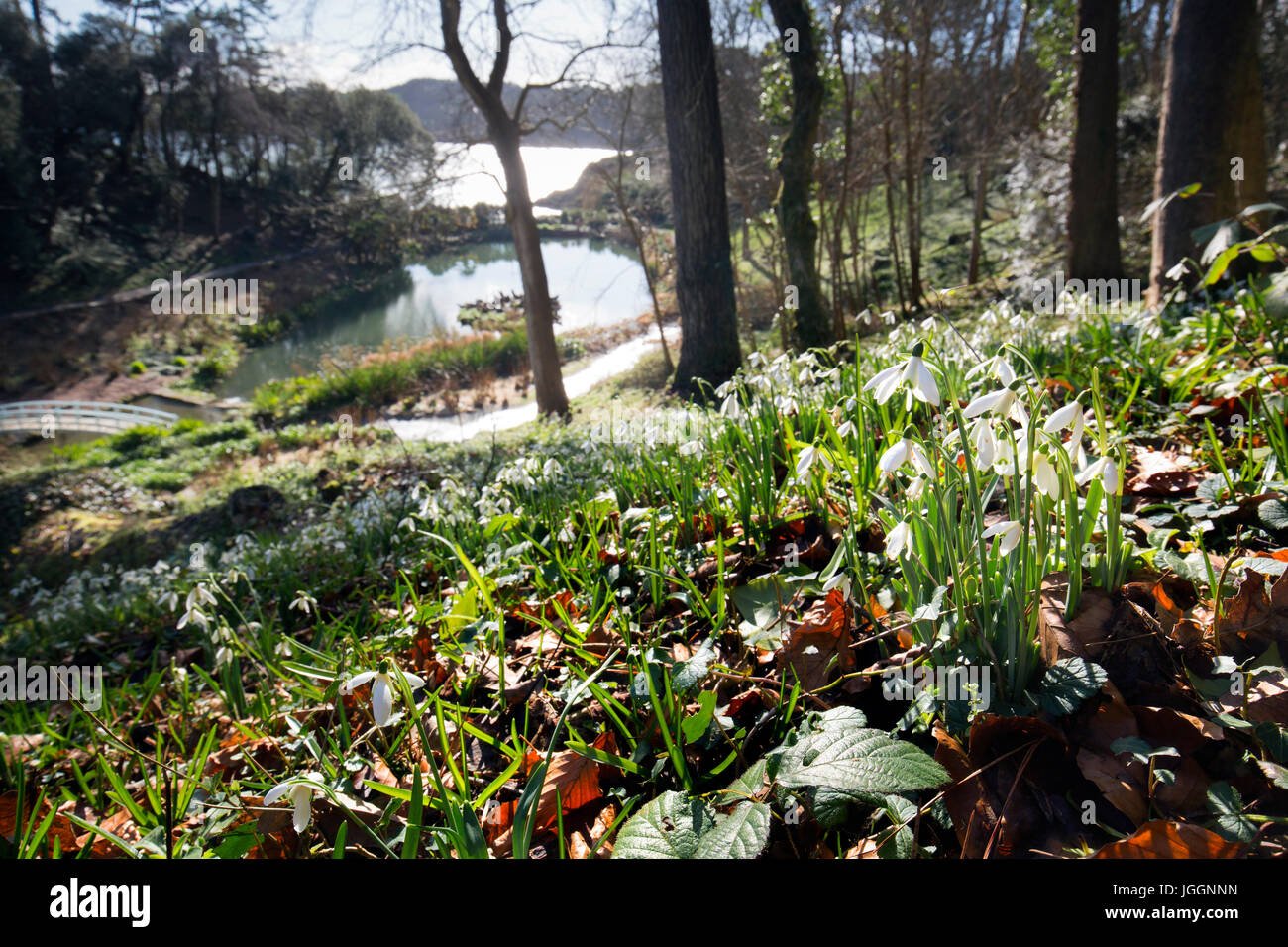 Trebah Garden ; l'hiver, Cornwall, UK Banque D'Images