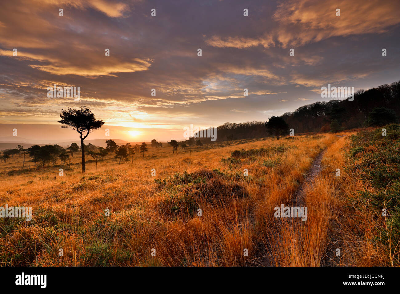 Woodbury Common Sunrise ; ; ; Devon UK Banque D'Images