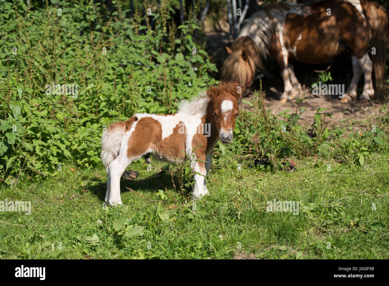 Poney De Bebe Photo Stock Alamy