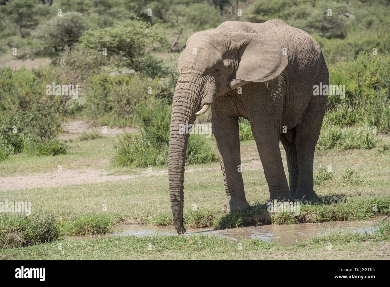 L'éléphant d'Afrique, le lac Masek, Tanzanie Banque D'Images