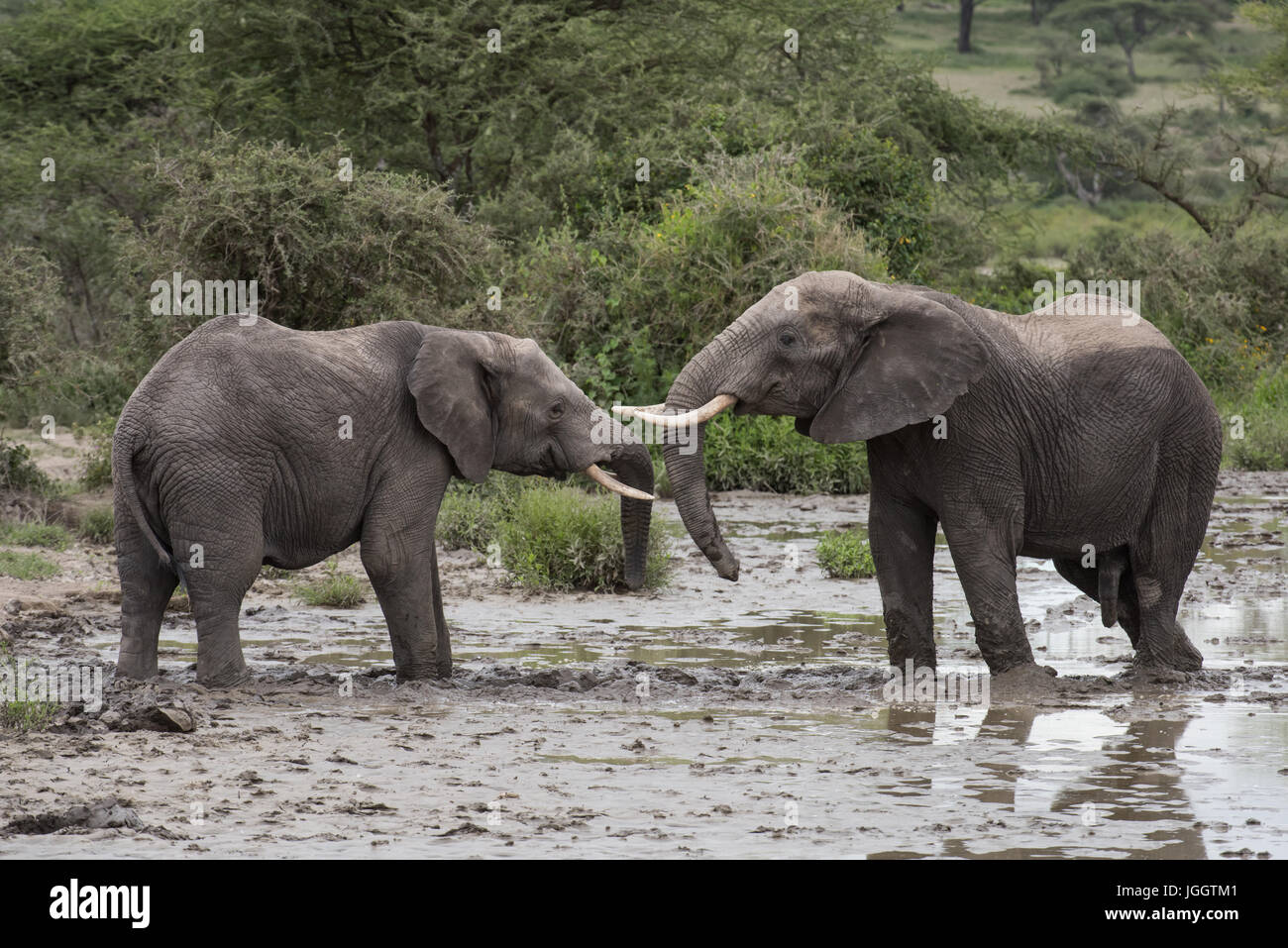 Combat d'éléphants, le lac Masek, Tanzanie Banque D'Images