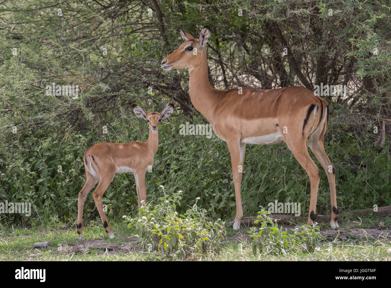 Impala ewe et veau, Ngorongoro Conservation Area, Tanzania Banque D'Images