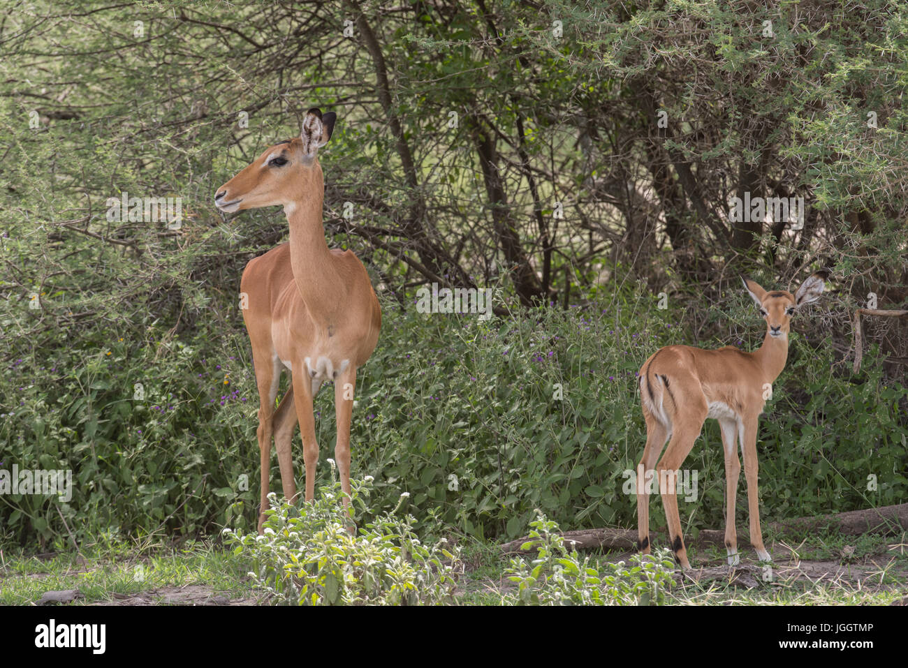 Impala ewe et veau, Ngorongoro Conservation Area, Tanzania Banque D'Images