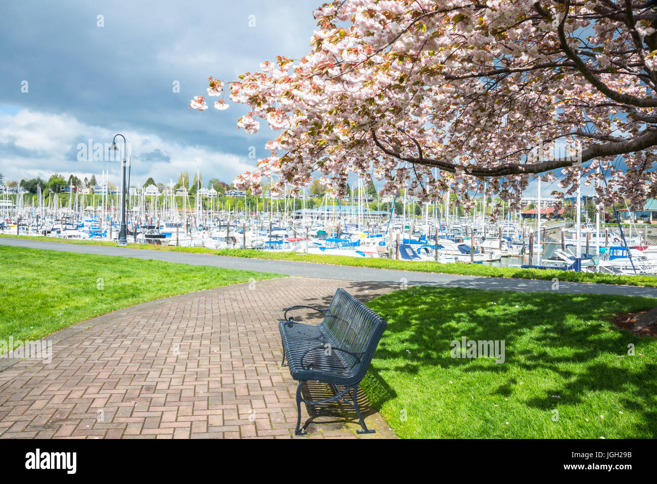 Banc de parc en vertu de Blooming Cherry Tree près de Marina sur jour de printemps pluvieux Banque D'Images
