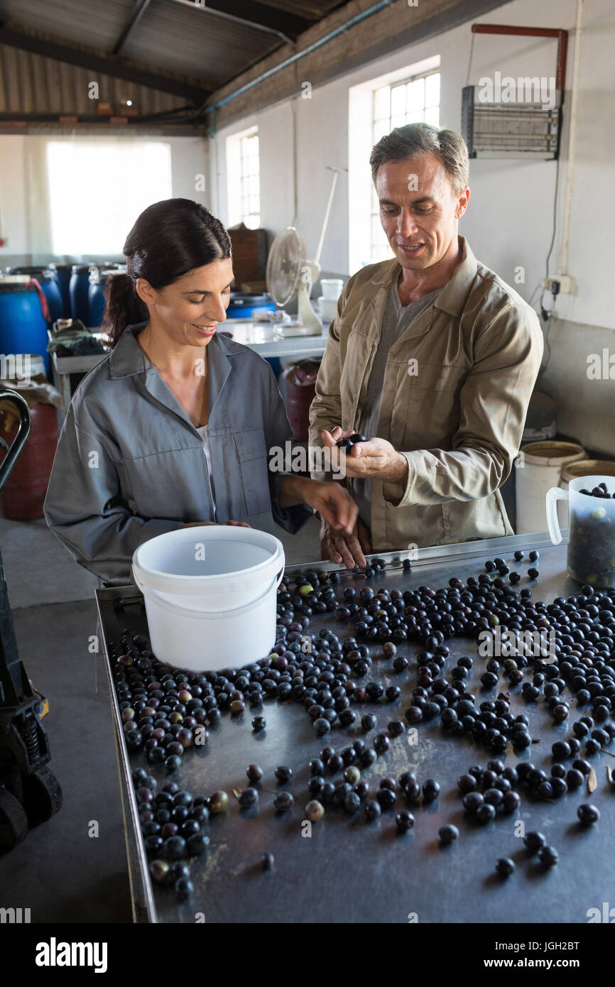 Un contrôle attentif des olives récoltées les travailleurs en usine Banque D'Images
