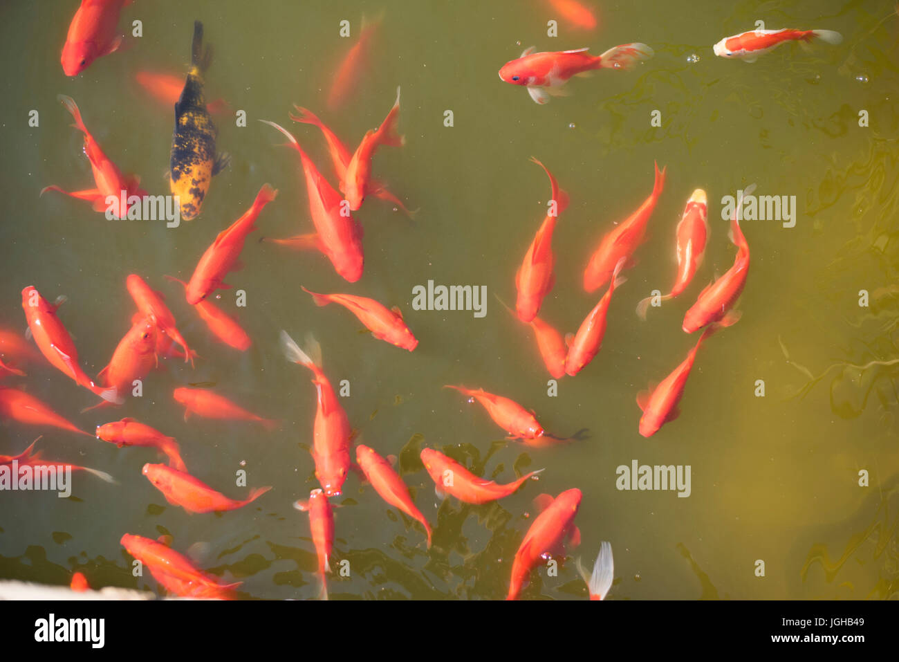 Poisson orange dans un lac. Dans un étang du poisson rouge commun Banque D'Images