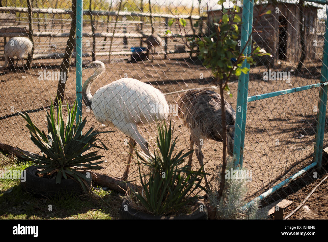 Dans le zoo d'Autruche Banque D'Images