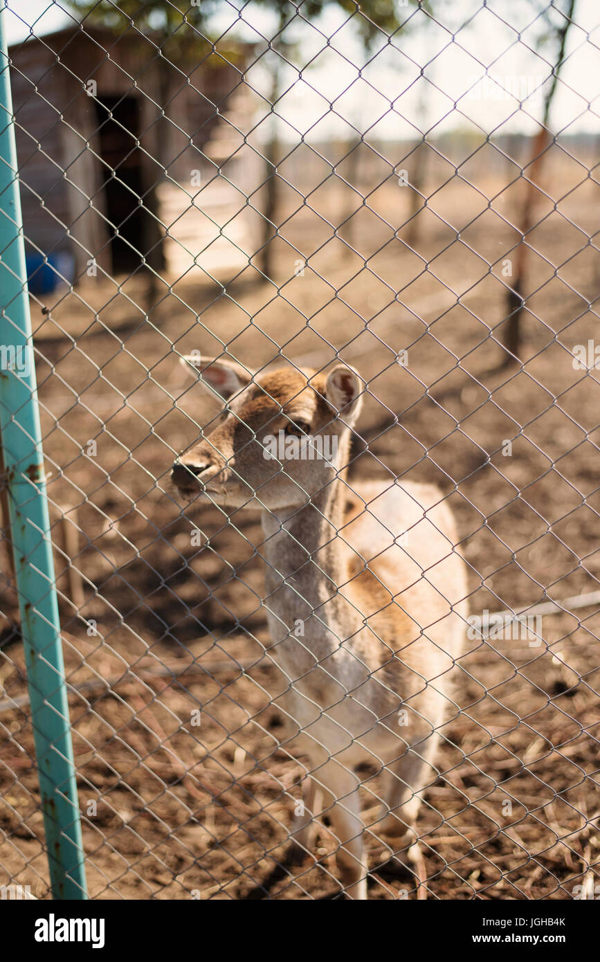 Cerfs dans zoo Banque D'Images