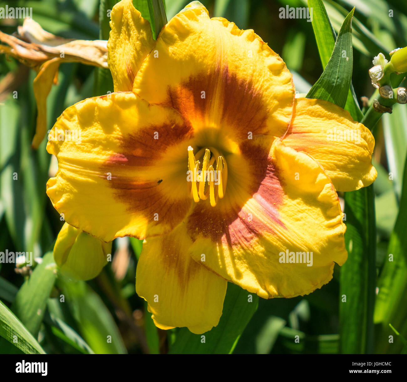 Daylily Hemerocallis dupé moi Banque D'Images