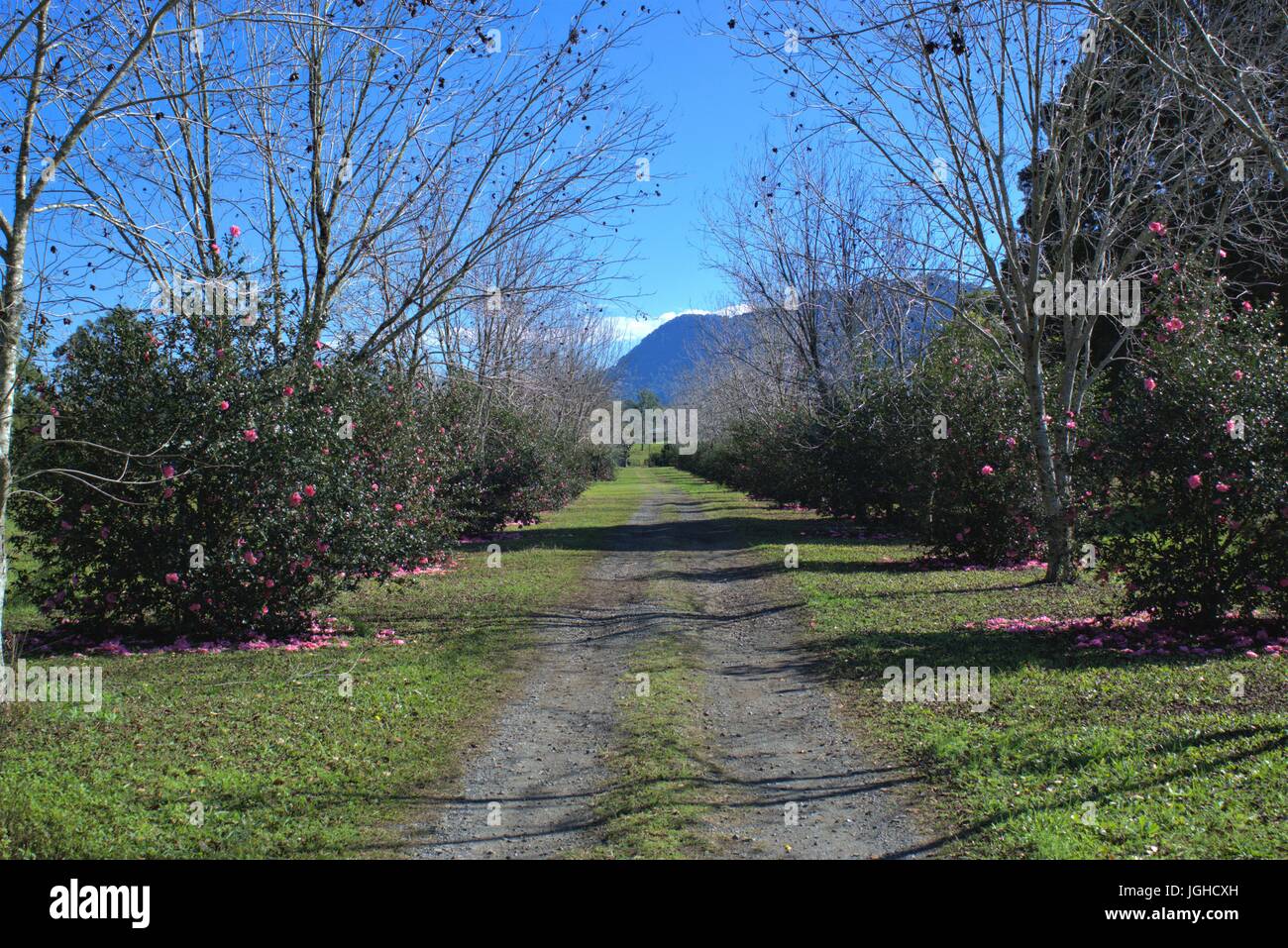 Beaux paysages d'un vista et bordée d'arbres sans feuilles, fleurs rouge et montagne tout au fond Banque D'Images