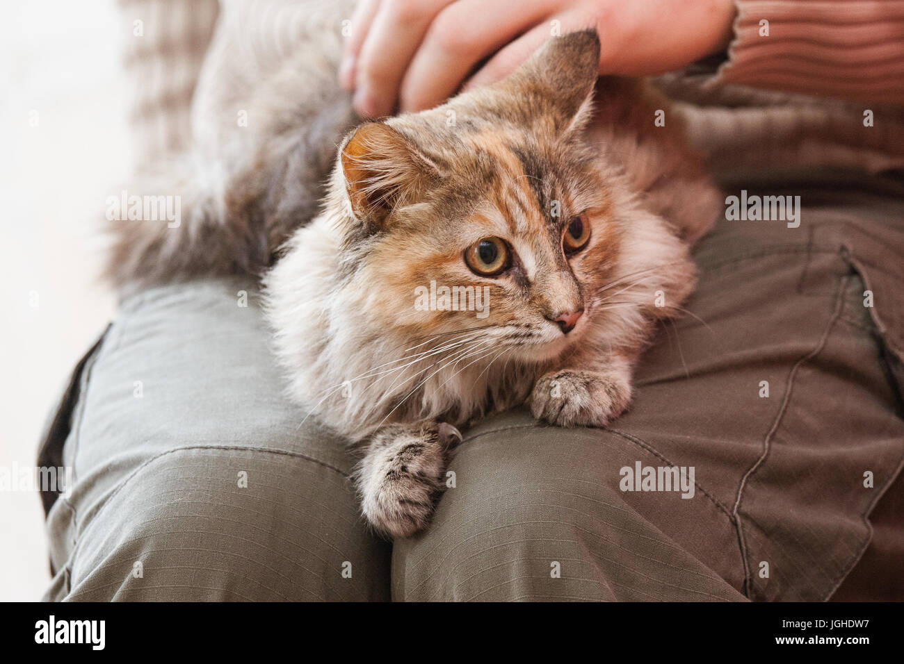 Un magnifique portrait d'un chat de couleur trois moelleux Banque D'Images