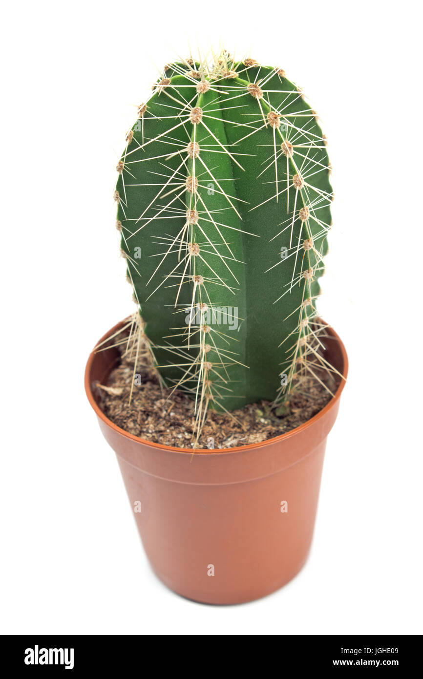 Cactus cactus en pot isolated on white Banque D'Images