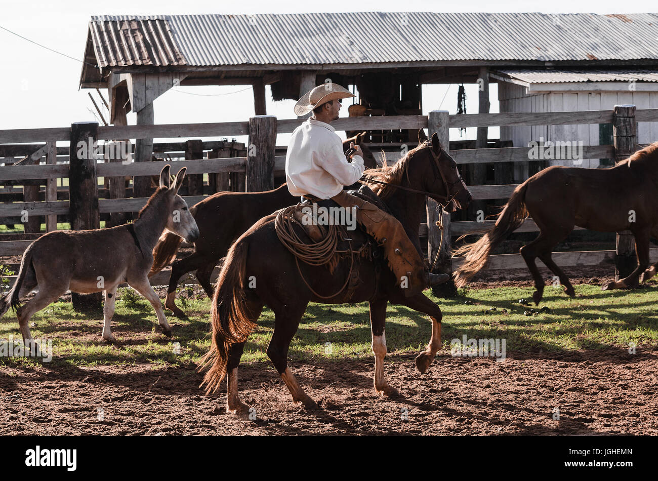 MATO GROSSO DO SUL, BRÉSIL - le 19 avril 2017 : un cheval de cow-boy et la gestion de l'enclos d'une ferme. Banque D'Images