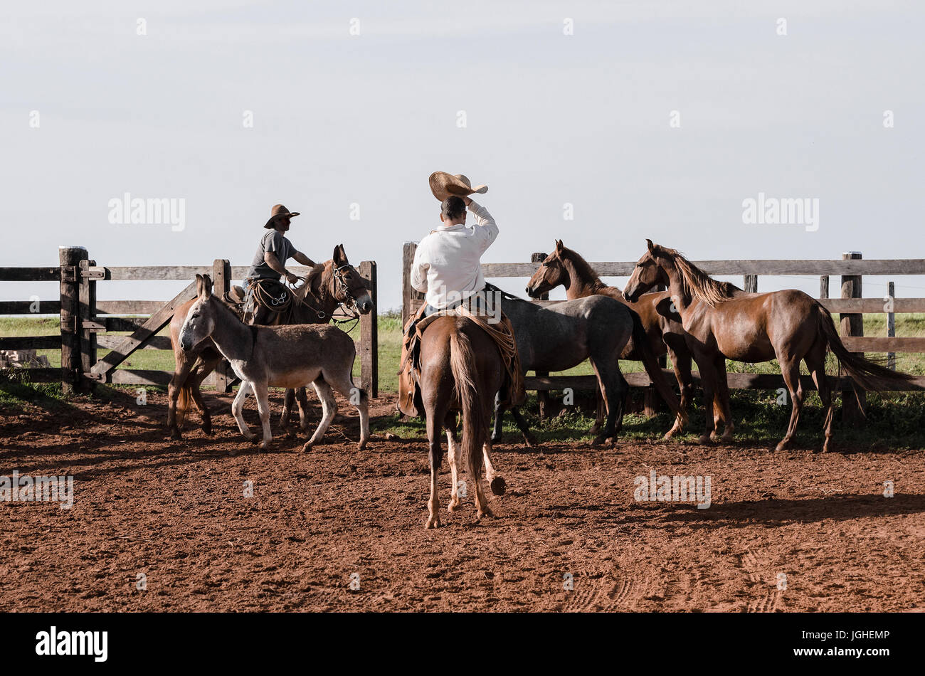 MATO GROSSO DO SUL, BRÉSIL - le 19 avril 2017 : la gestion des Cowboys les animaux de ferme dans un corral. Banque D'Images