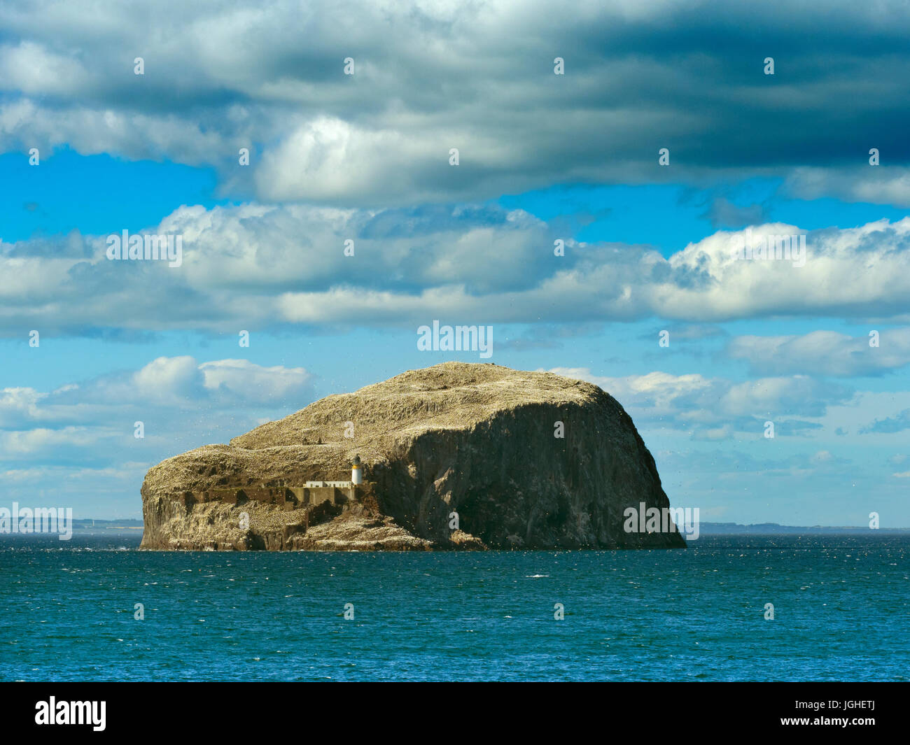 Avis de Bass Rock et phare, Bass Rock, Fife, Scotland, UK, Banque D'Images