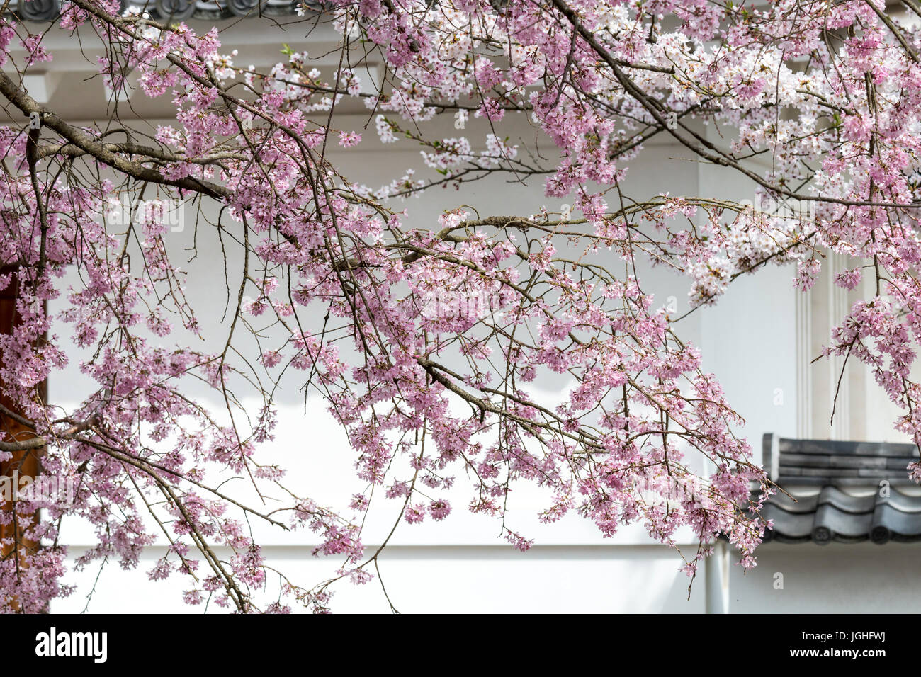 Fleurs De Cerisier Du Japon Banque d'image et photos - Page 2 - Alamy