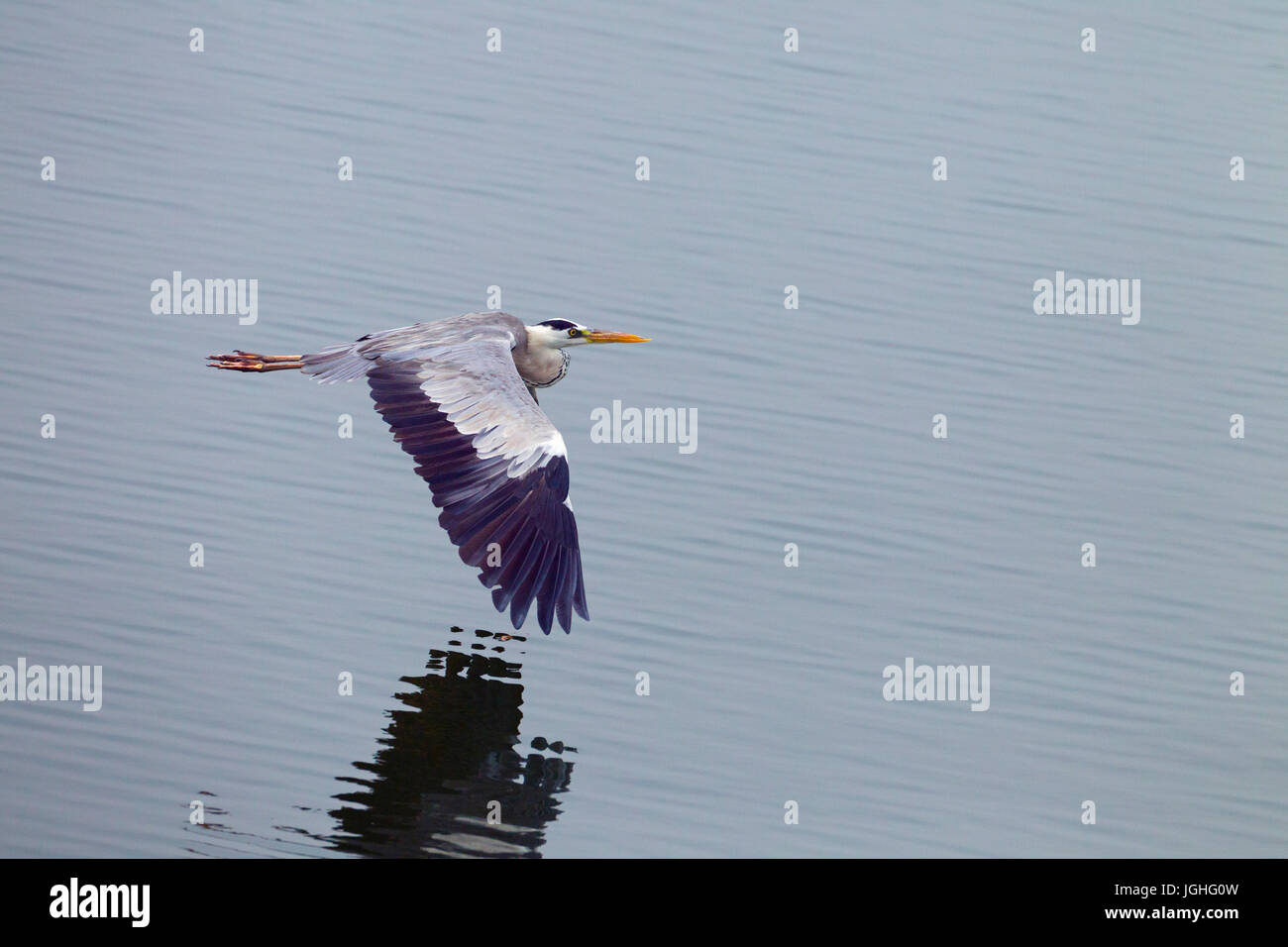 Heron Ardea cinerea en vol au dessus de la réserve naturelle le CLAJ Norfolk Banque D'Images