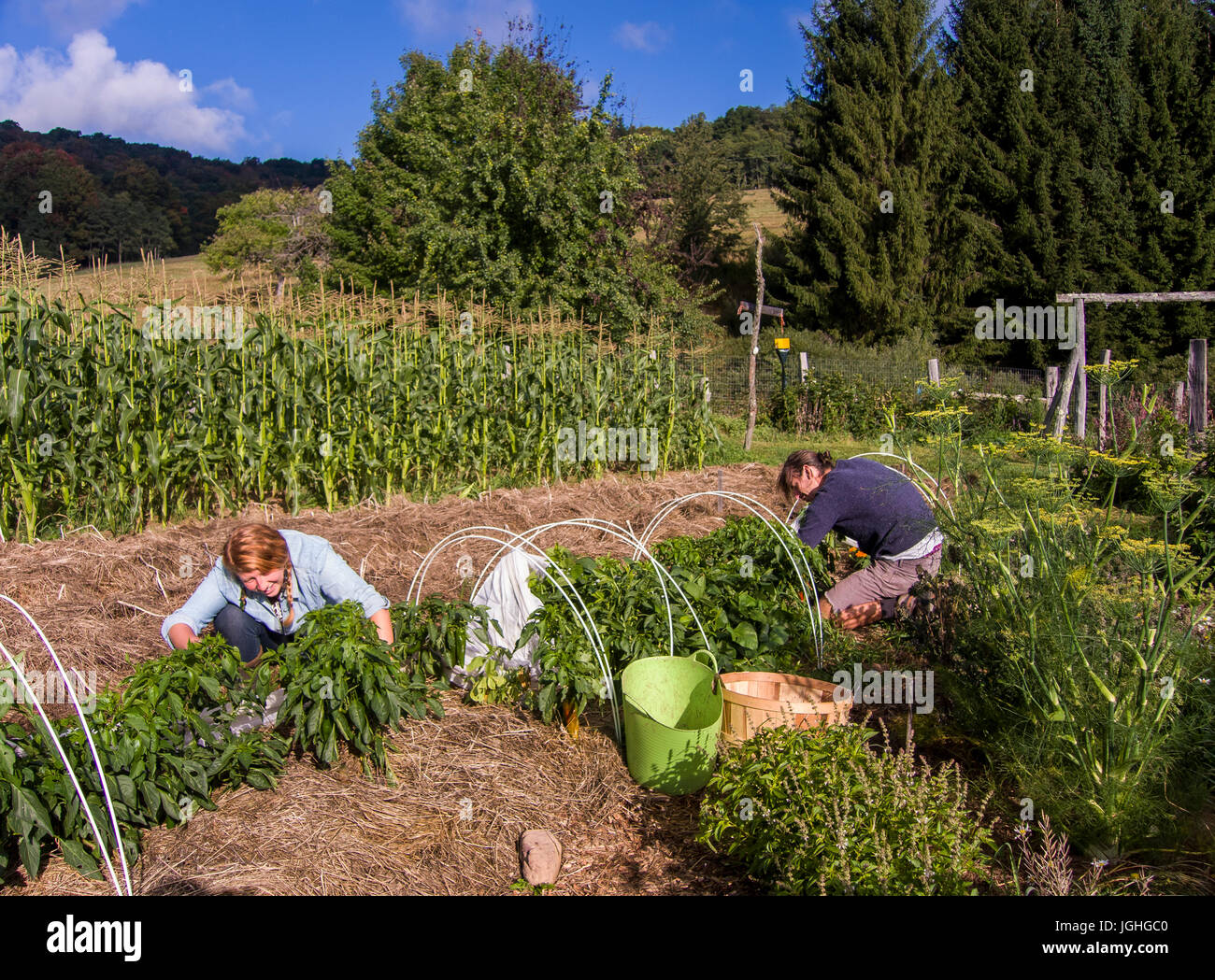 Agriculteur travaillant dans le secteur des Banque D'Images