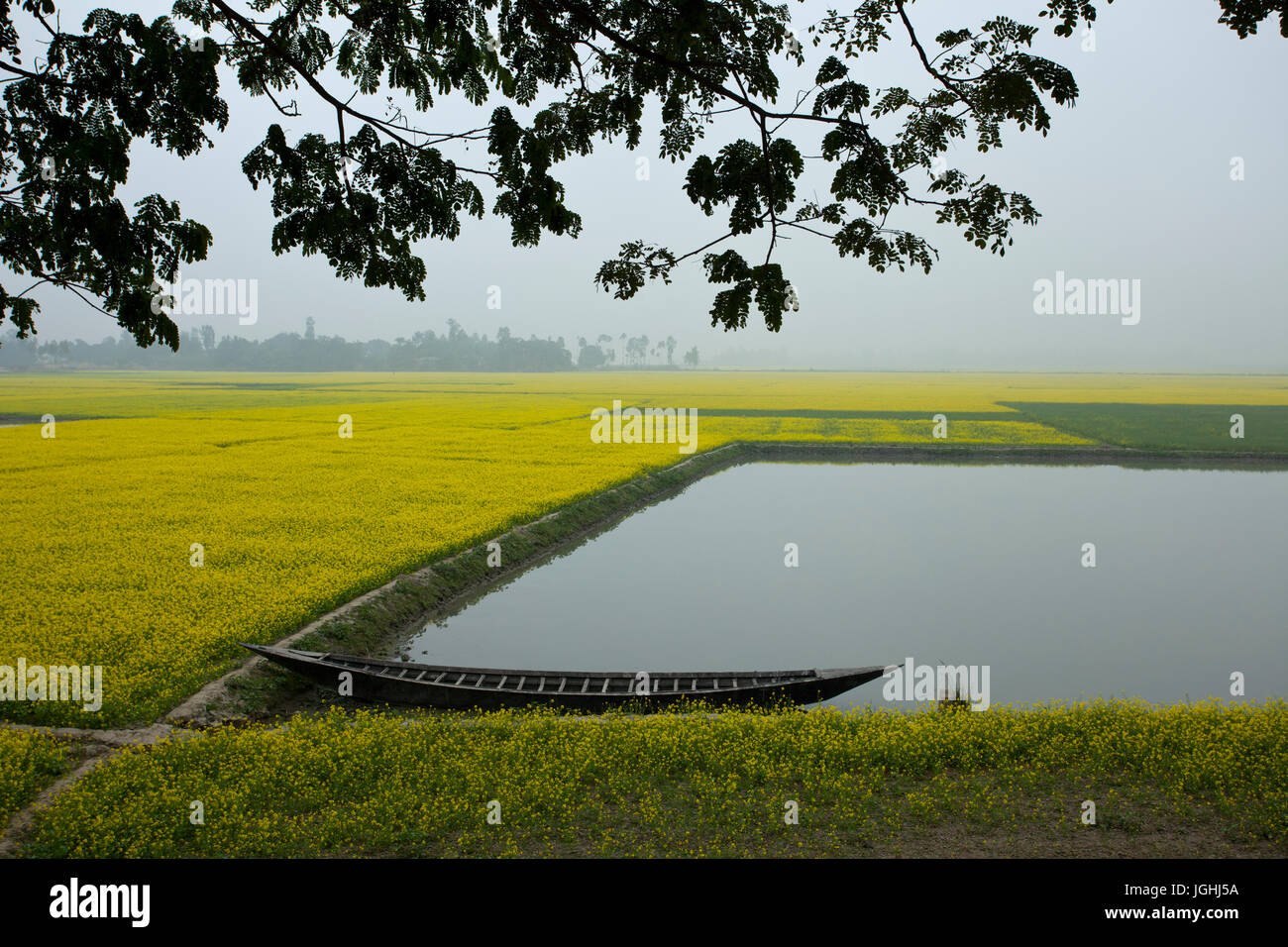 Une moutarde au champ fleuri Chalan Beel à Natore. Le Bangladesh Banque D'Images