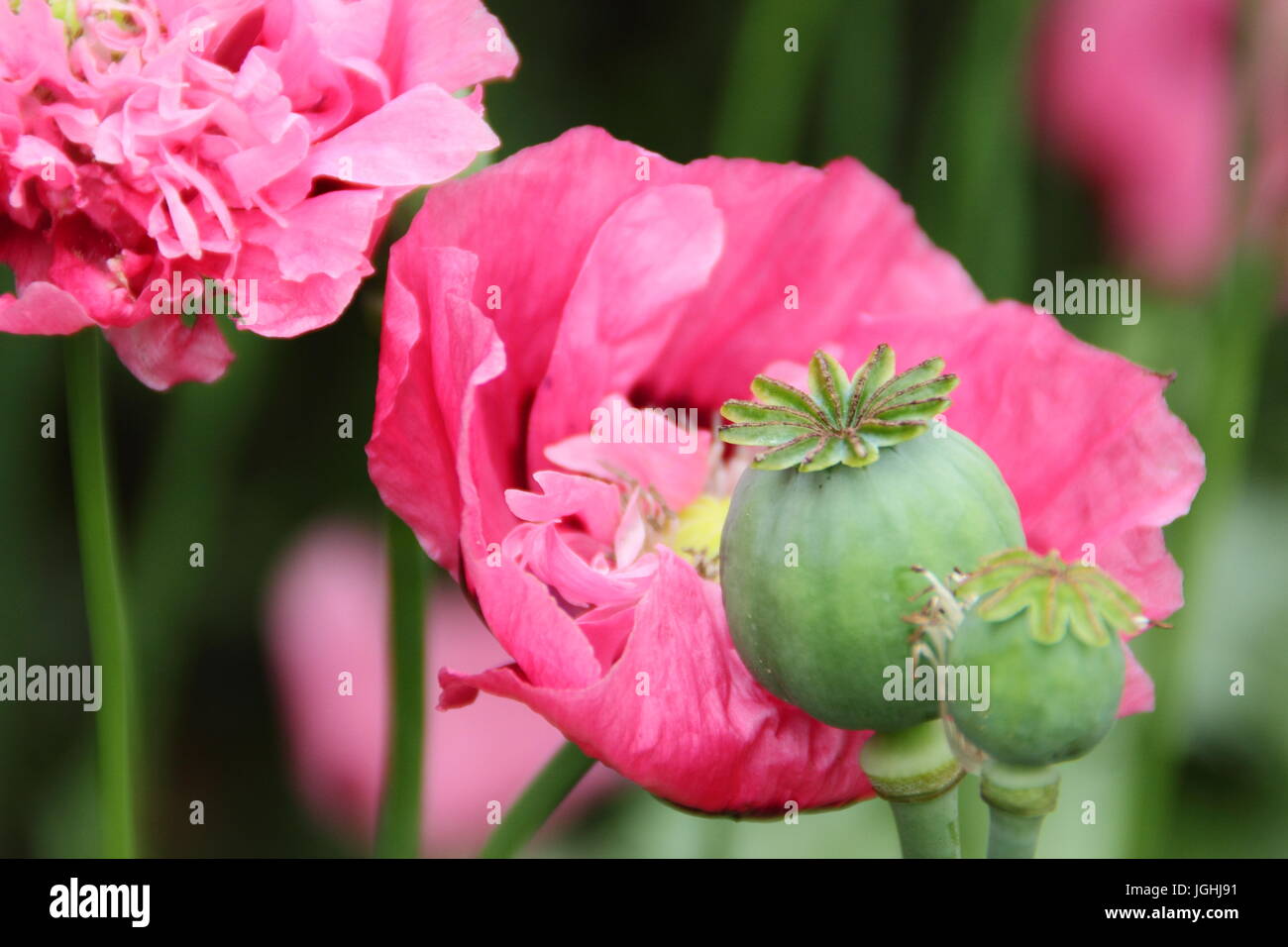 Du pavot à opium (Papaver somniferum) floraison dans un jardin anglais avec seedheads (photo) séchage pour la collecte de semences et de l'ornement intérieur UK Banque D'Images