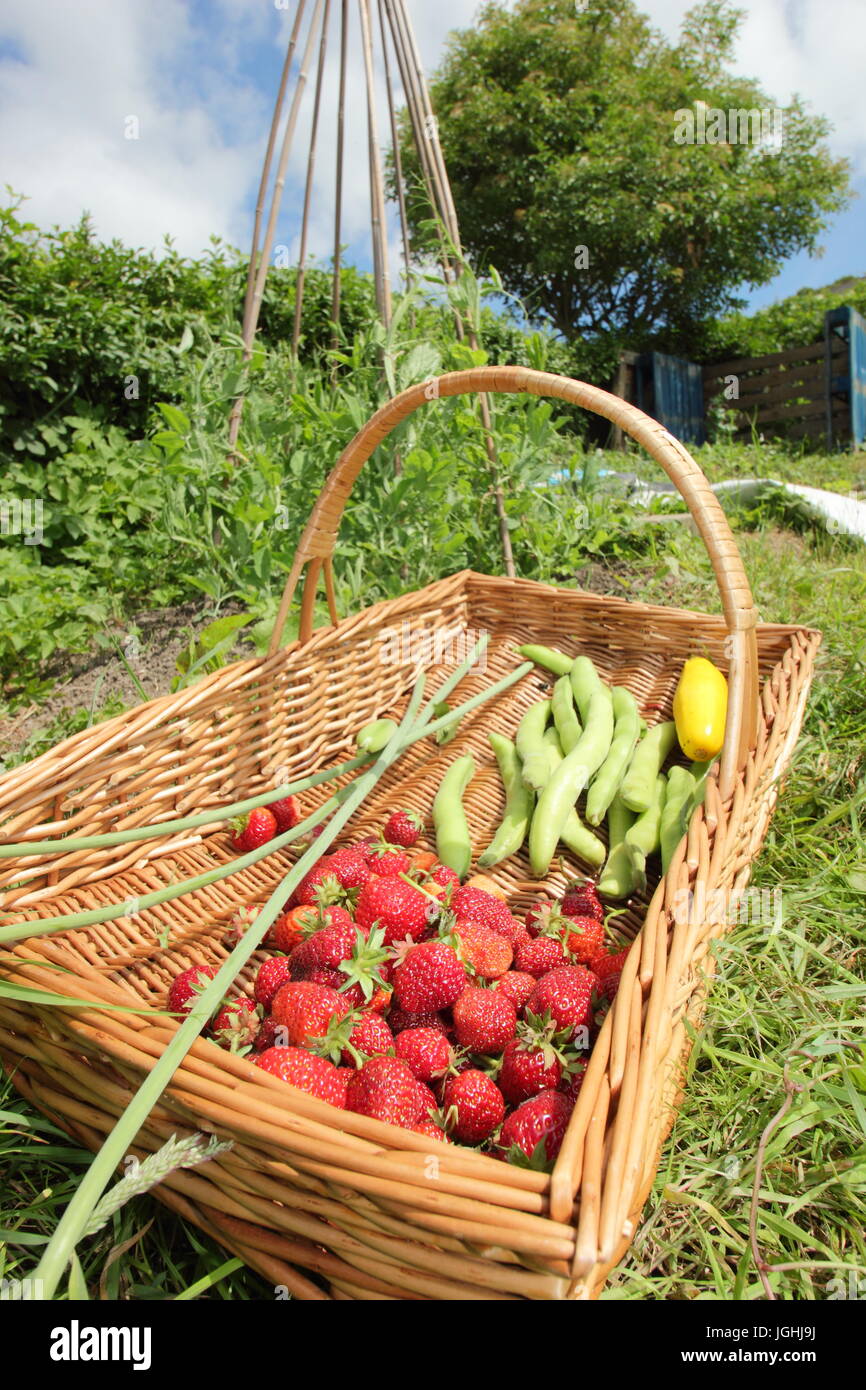 La récolte d'été fraîchement cueillies y compris les fraises et les fèves dans un trug en osier sur un jardin d'attribution à Sheffield, en Angleterre, Royaume-Uni Banque D'Images