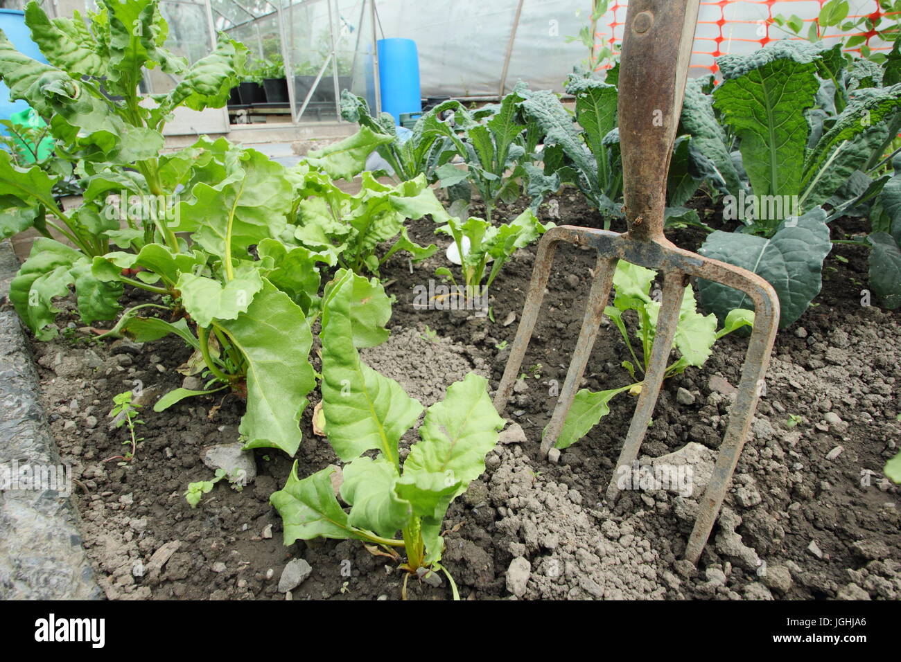 Les jeunes betteraves et brassica croissant dans une parcelle de terrain végétale dans un jardin au milieu de l'été à l'allotissement Banque D'Images