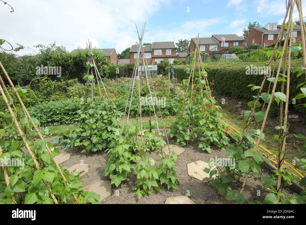 Haricots grandissent dans un wigwam canne spécial jardin dans un faubourg de la ville de Sheffield, Yorkshire, Angleterre, Royaume-Uni Banque D'Images