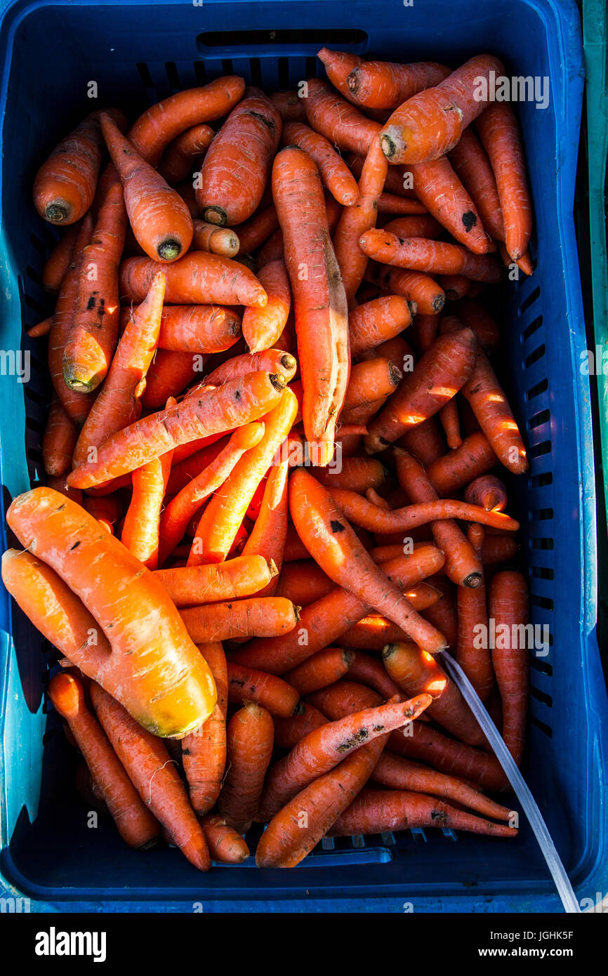 Tuberculo Banque De Photographies Et D Images A Haute Resolution Alamy Tuberculo Banque De Photographies Et D Images A Haute Resolution Alamy