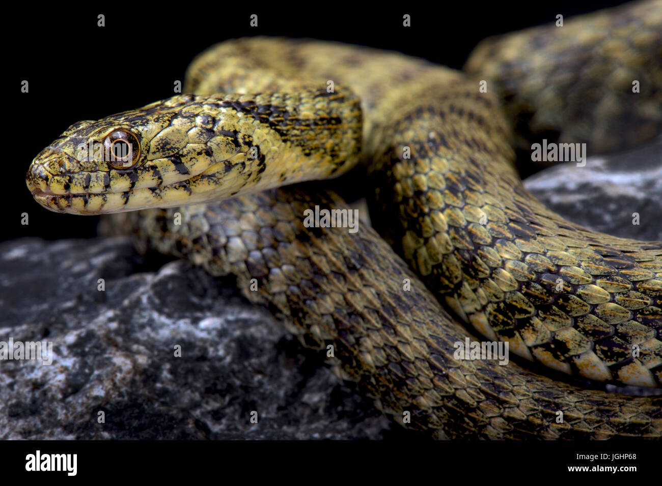 Serpent Natrix tessellata, dés Banque D'Images